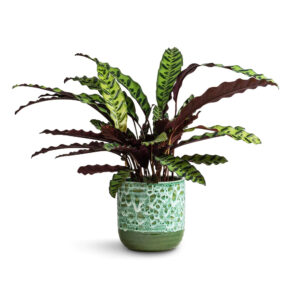 Calathea Rattlesnake Large houseplants to nurture