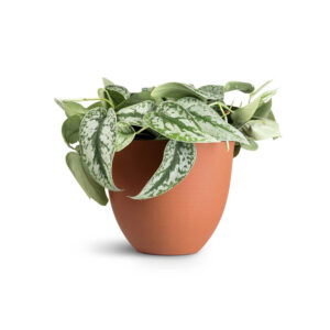 Royal Land Rare Indoor Plant Exotica Satin Money Plant