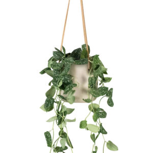 Navya germination Rooting Hormone Combination Plants