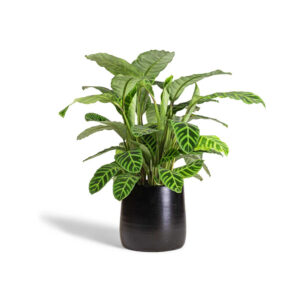 Sharpex Simple Dual Colour Flower Pot