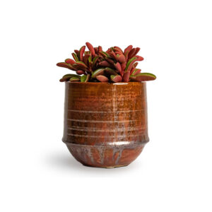 Mudfingers Peperomia Tricolor In Ceramic Pot