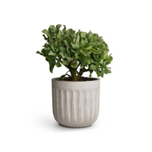 Bee Green Succulent Plant Crassula Ovata