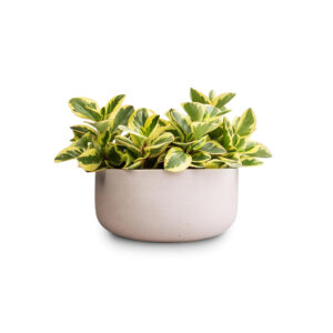 OhhSome Table Plant Peperomia Obtusifolia Plant