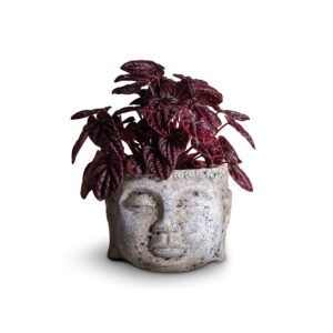 Peperomia Red Luna - Fresh Indoor Plants