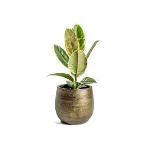 Shaktism Rubber Artificial Plant Big Ornamental Plant