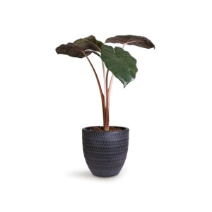 Nature Sense Colocasia Black Magic Low Watering Live Plants